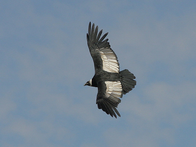 安第斯神鹫(学名:vultur gryphus),世界上最大的猛禽,也是最大的飞禽