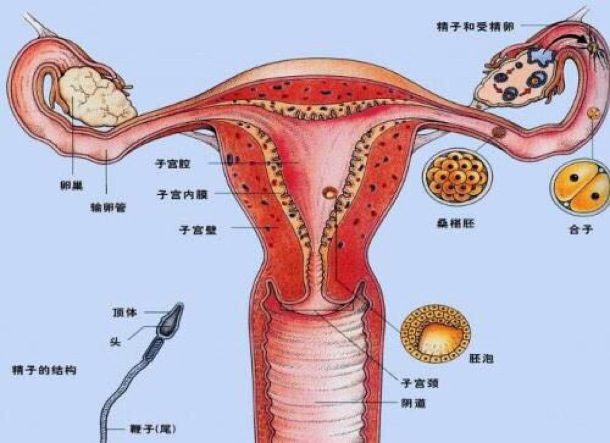 女性的子宫和卵巢,附件,宫颈,阴道都是相互联通的,一处发生病变,极易