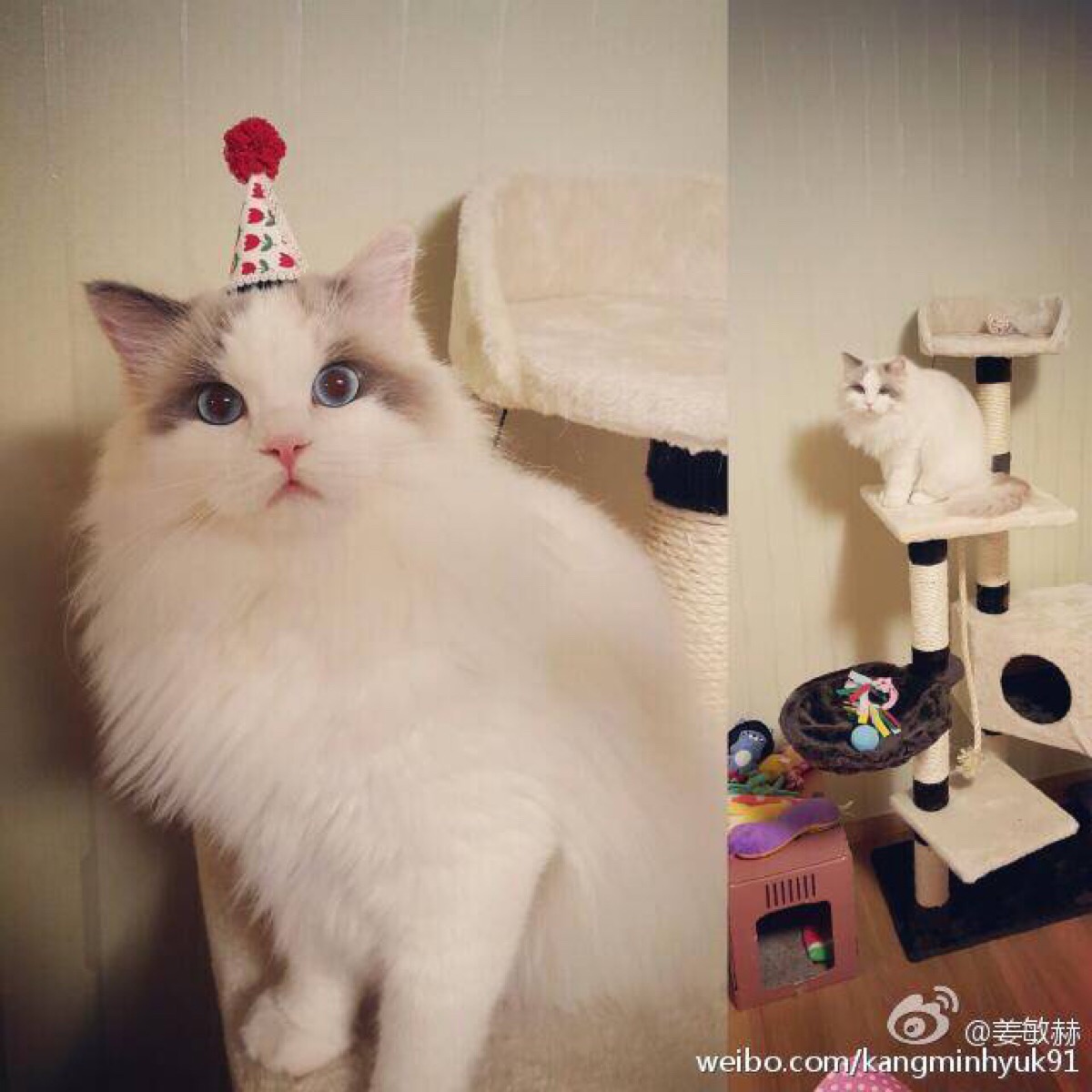 仙女猫,美你一脸血.
