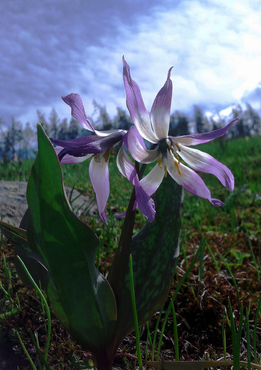 erythronium sibiricum 新疆猪牙花,猪牙花属.