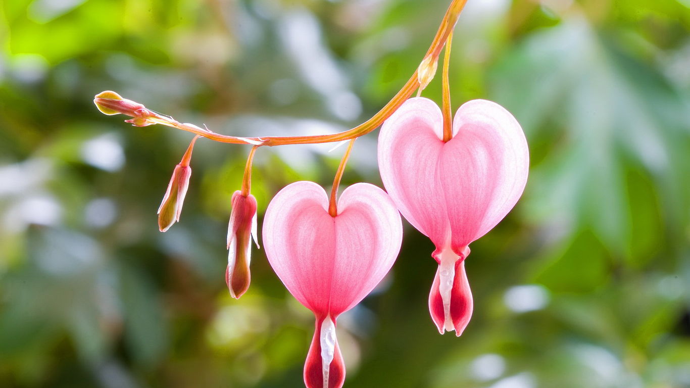 荷包牡丹,(拉丁学名:dicentra spectabilis (l.) lem.