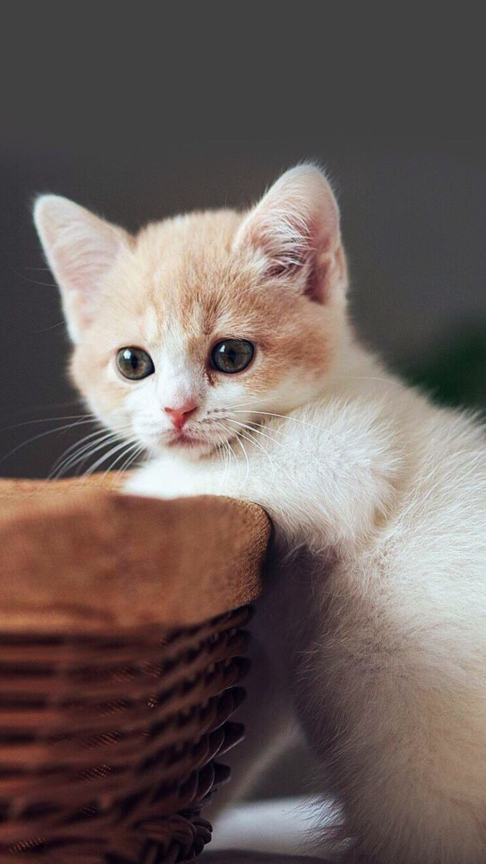 猫咪 喵星人 动物 萌宠 壁纸 可爱-堆糖,美好生活