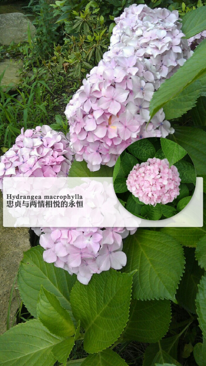 花语壁纸,绣球花
