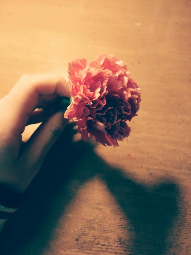 一朵花的生命,仅有的绽放.