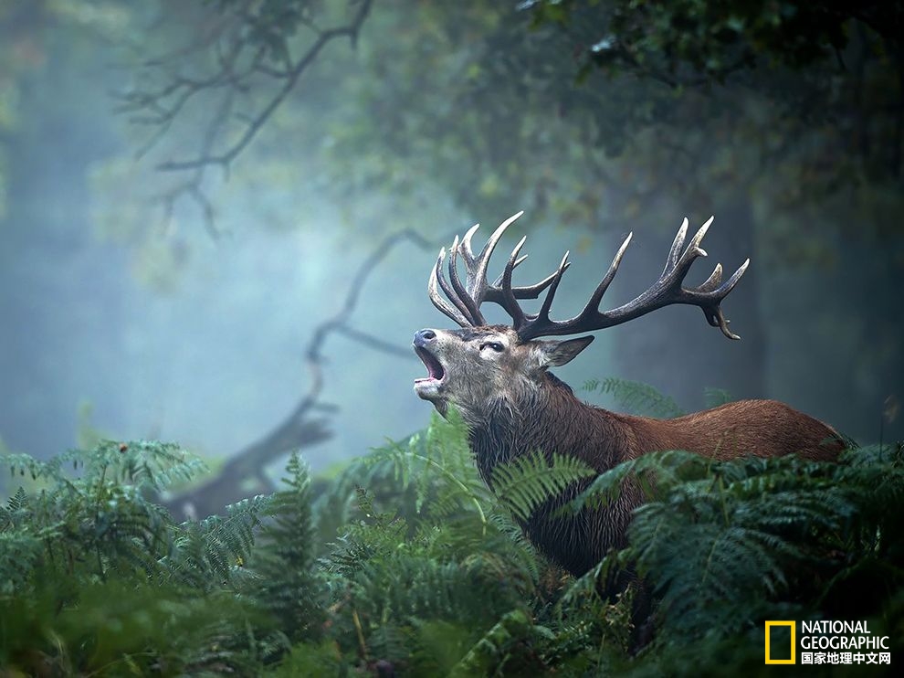 这张颇具震撼力的影像,一头雄鹿在英国的树林里发出了招揽异性的咆哮