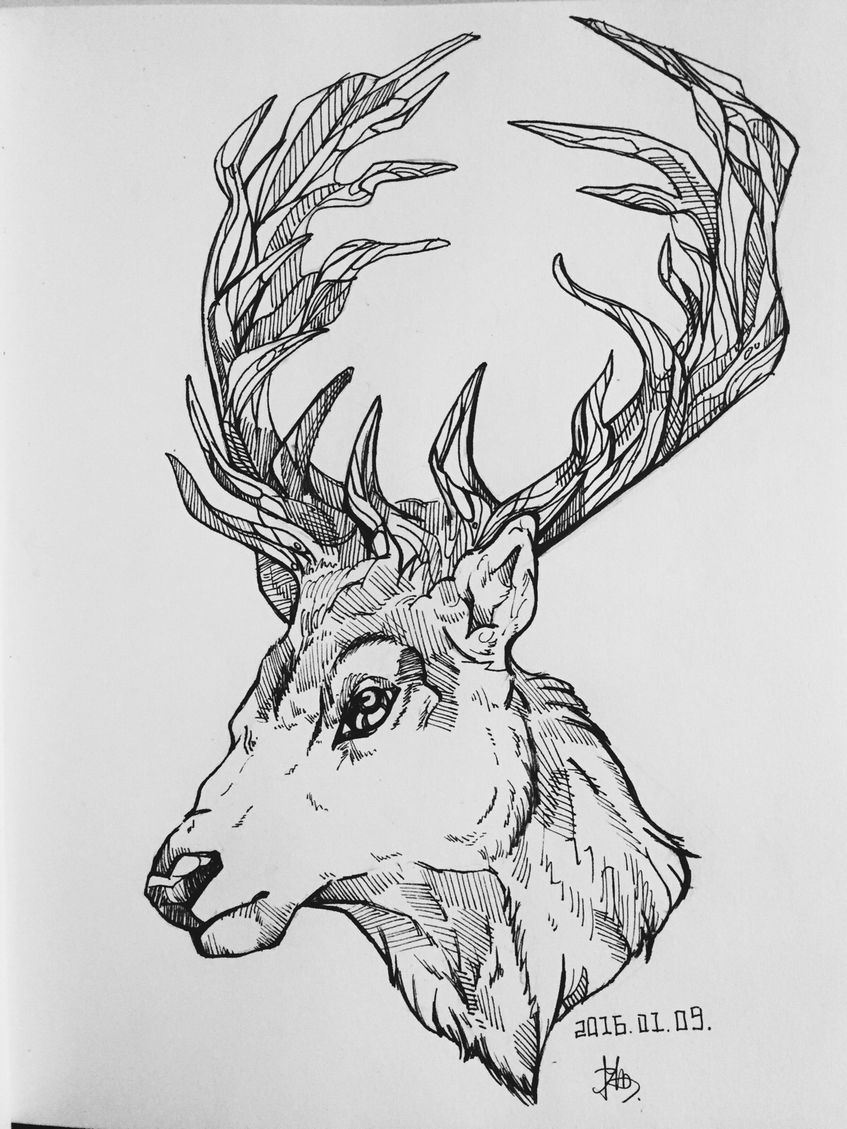 鹿 钢笔画 线描 黑白