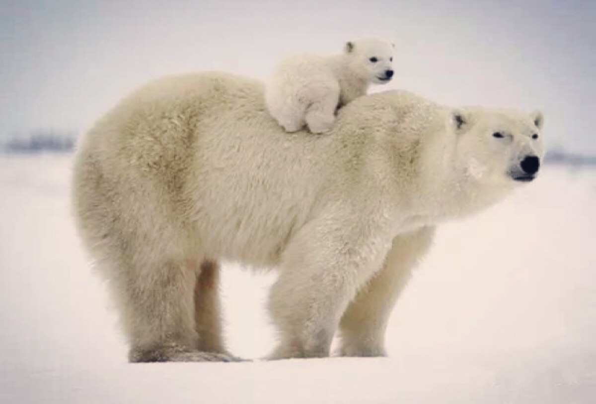 北极熊宝宝和妈妈