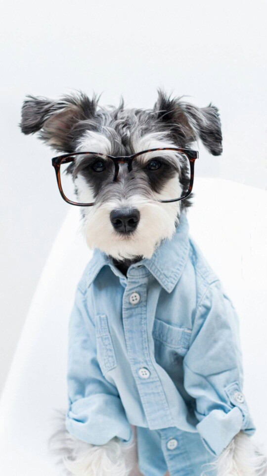 狗狗 宠物 眼睛 衬衫 蓝色 壁纸 锁屏 背景图