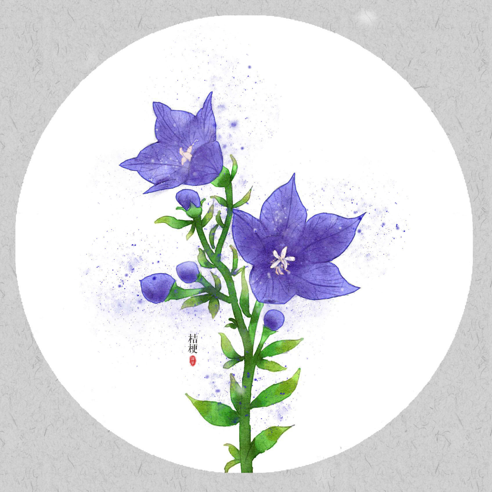 「月上雪」古风插画,水彩花卉,手绘桔梗