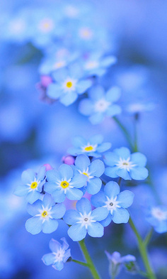 勿忘我(学名:myosotis sylvatica),又名勿忘草,星辰花等,是紫草科勿忘