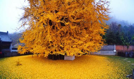 陕西西安罗汉洞村观音禅寺千年银杏树