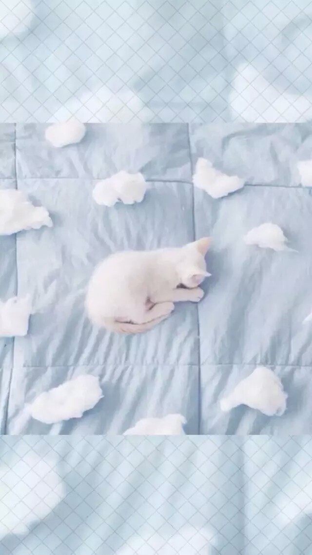 猫咪 壁纸 锁屏 背景图 头像 小清新