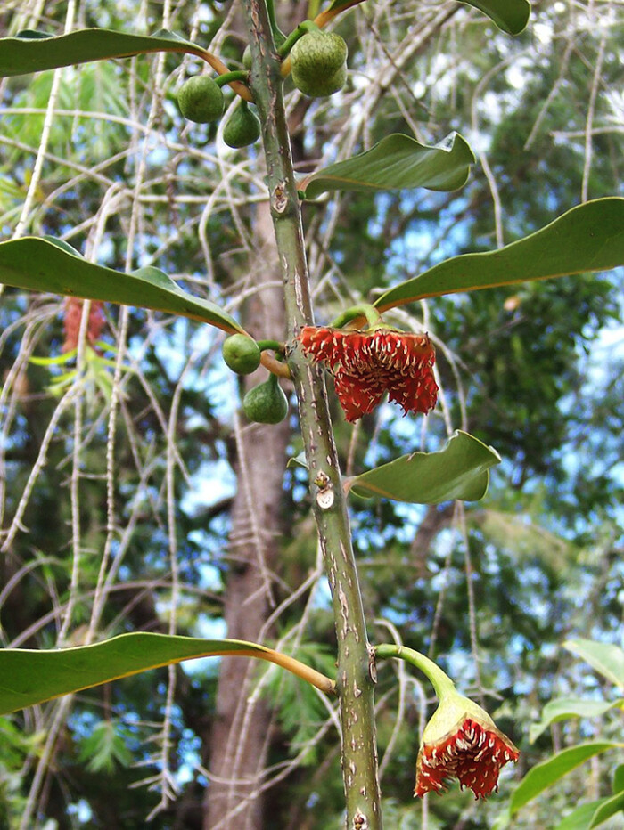 tetrasynandra longipes 杯轴花,玉盘桂科管榕桂属.可怕的花序.