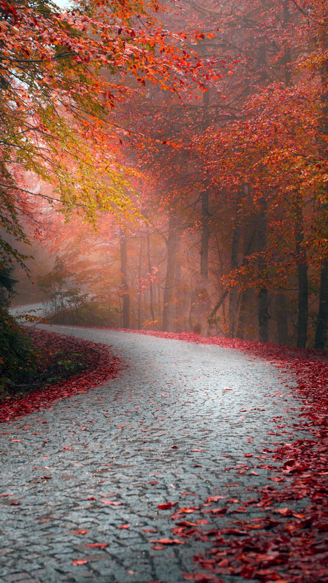 树林 枫叶 小路 世界最美的小路