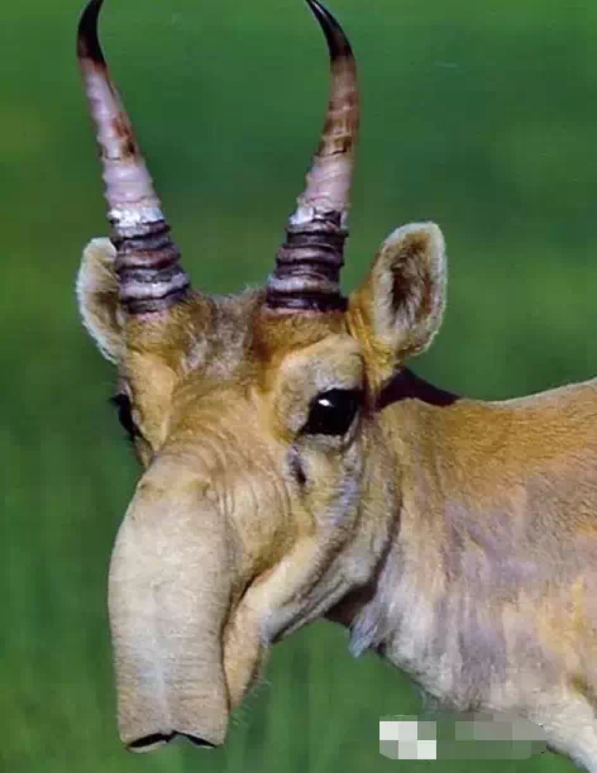 赛加羚羊,世界上最古老的哺乳动物,曾经与剑齿虎,猛犸象共享地球,这