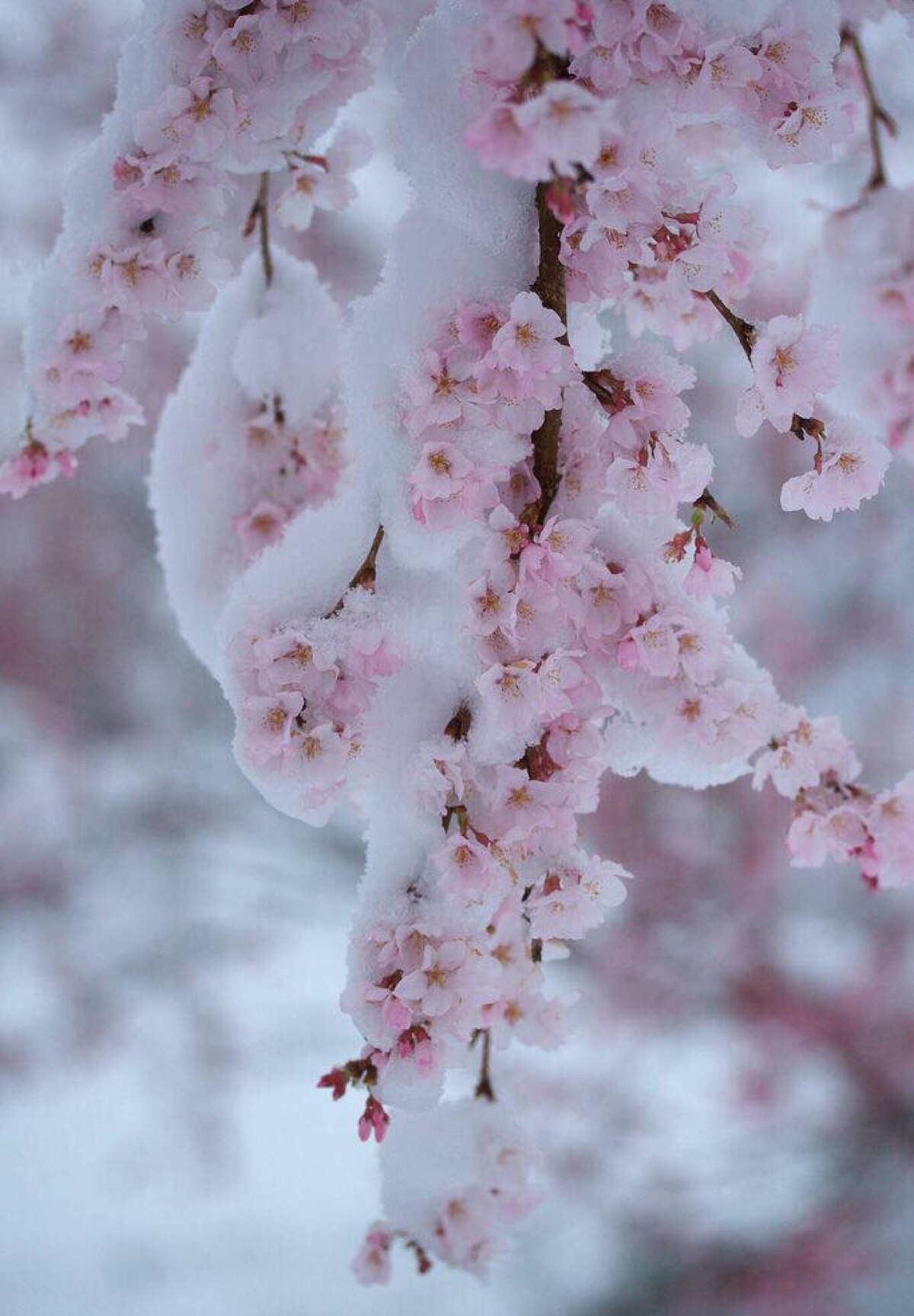 雪地花开.