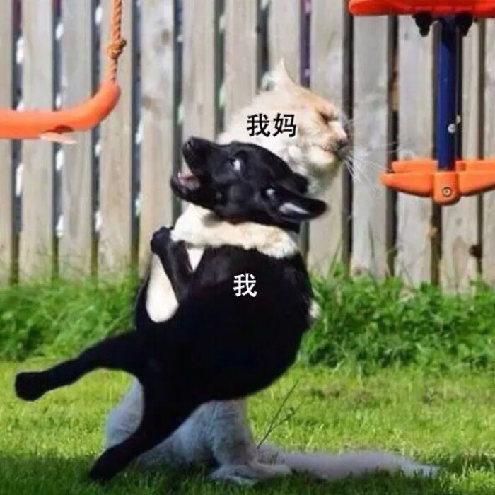 狗狗,激动表情包