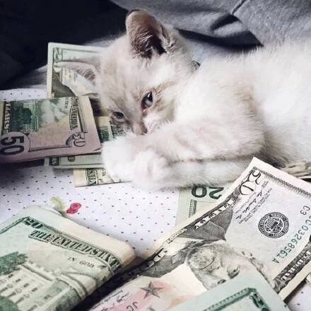 这是一群神奇的招财猫 据说转发以后2016年会变得越来越有钱