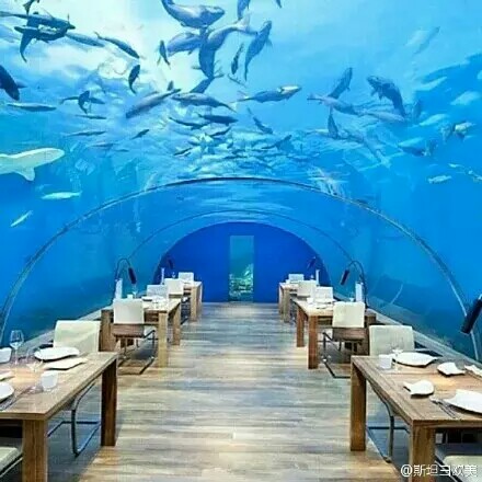 世界上第一家海底餐馆"ithaa",位于马尔代夫conrad岛上的希尔顿度假
