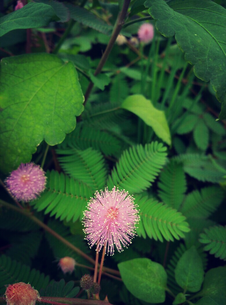 一朵含羞草花