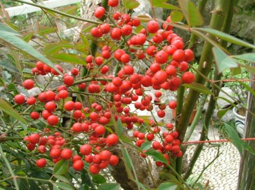 天竺子,(common nandina fruit)别名 天竹子,南竹子,白天竹,白天竹.