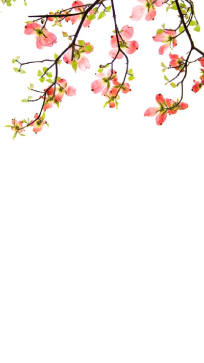 纯色壁纸 古风
