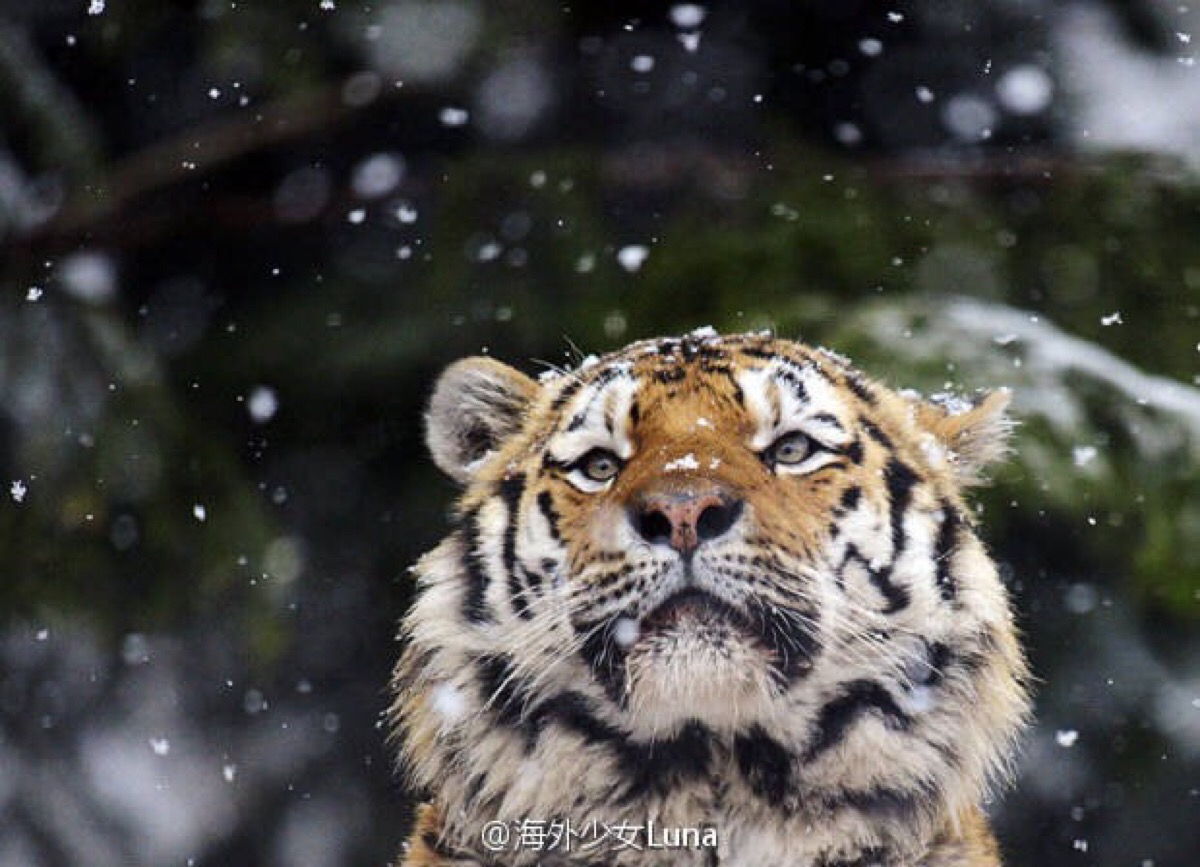 下雪天的老虎