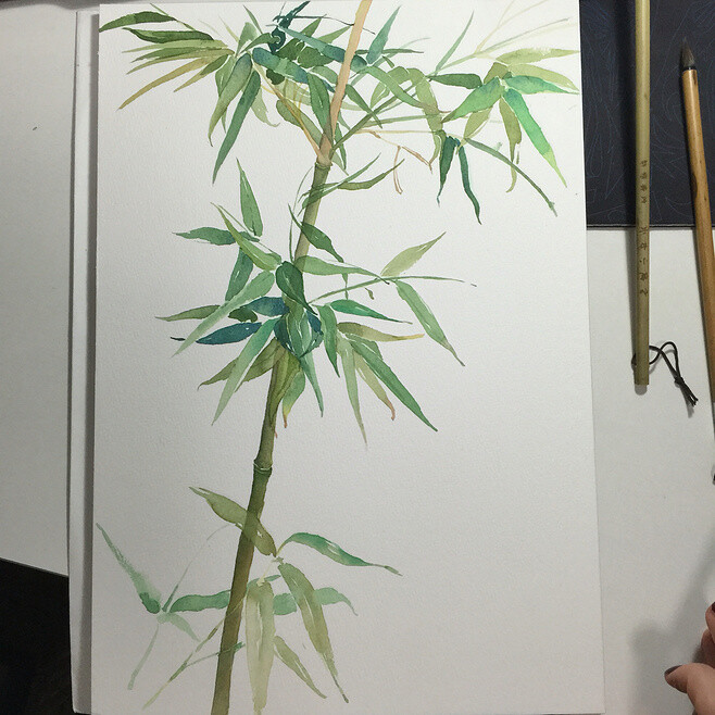 竹子!很多人爱画的一种植物!