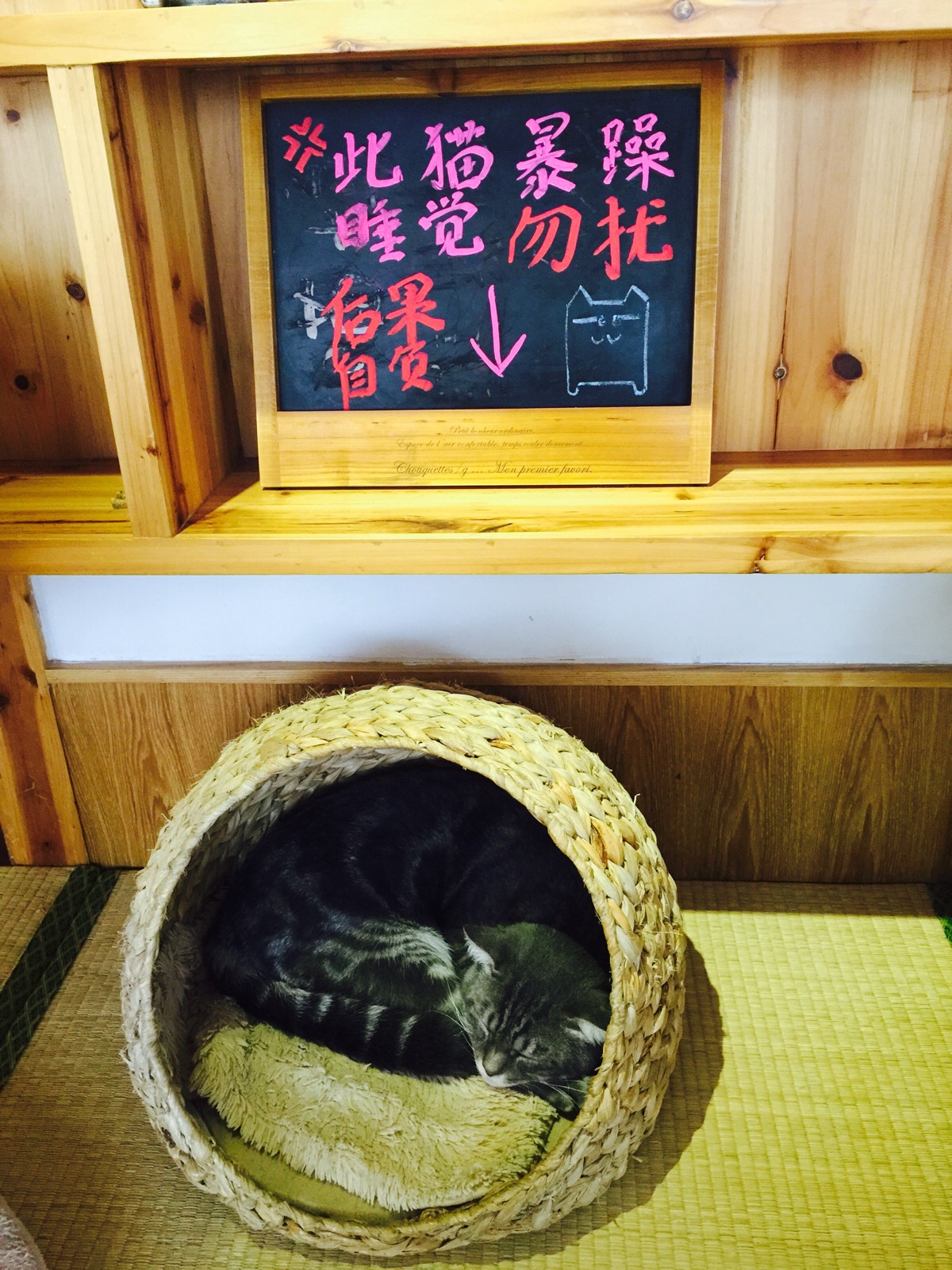 此猫暴躁,睡觉勿扰