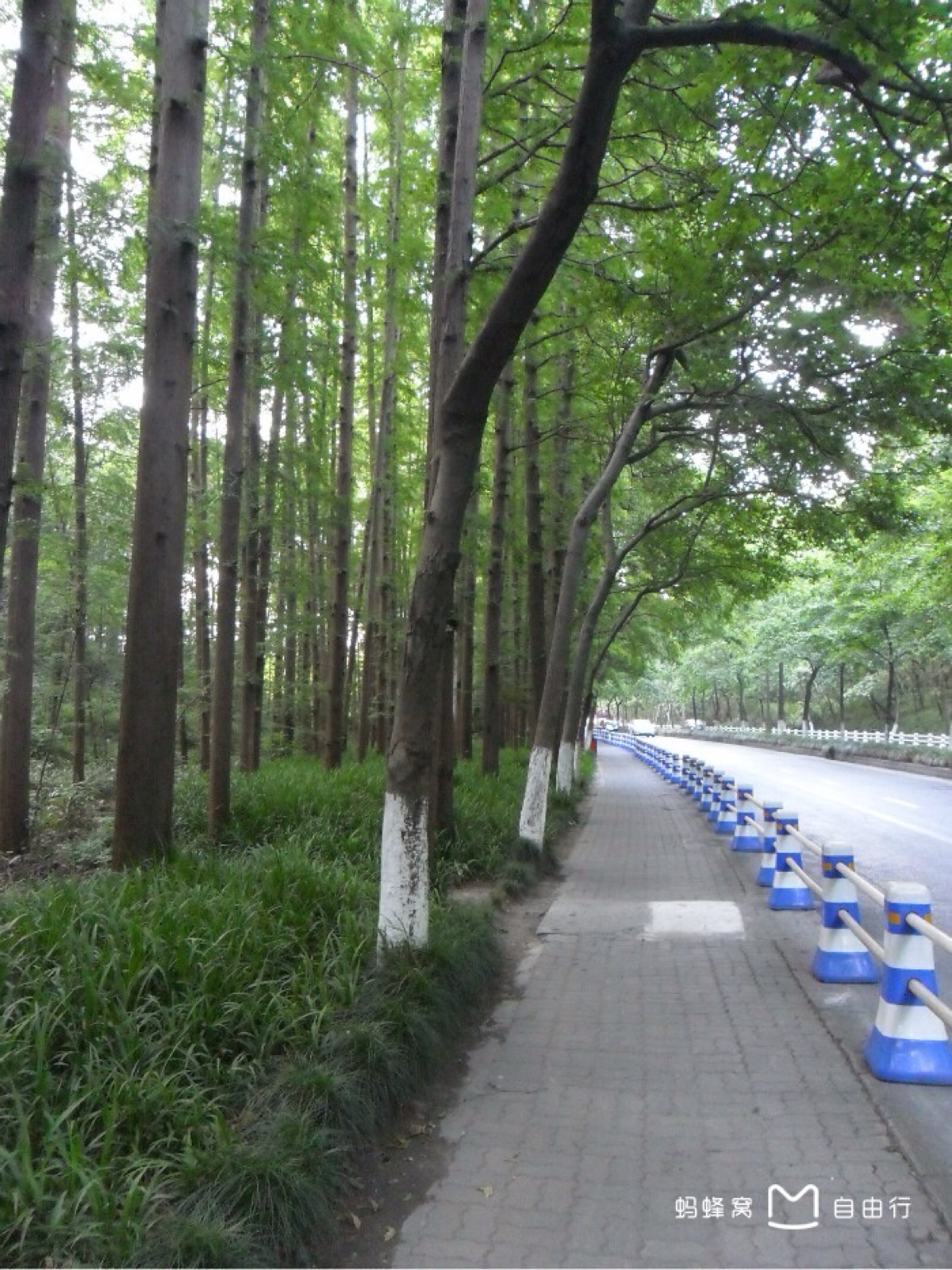 杭州西湖 南山路 第一次去西湖就走的这条路非常宽敞漂亮 树木密集林