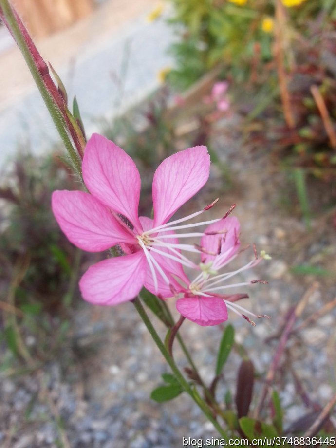 【石之若璞-花事-初秋觅花影】中文学名 山桃草 拉丁学名 gaura