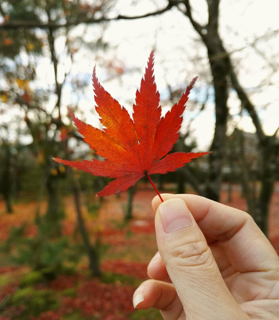 壁纸-枫叶 红