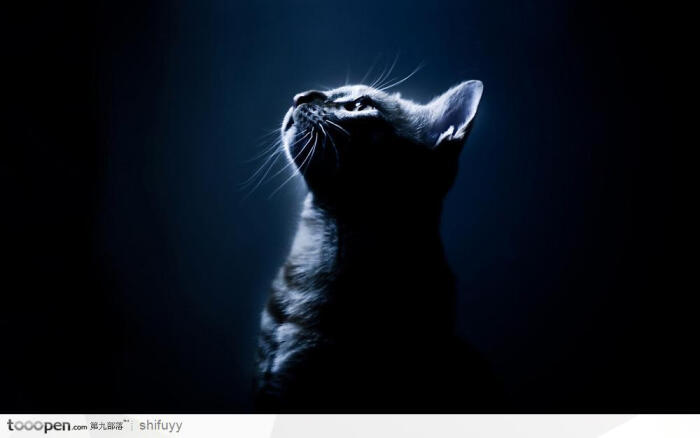 【喵柠】高傲,孤寂.我是不可一世的黑猫