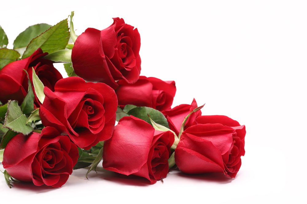 「玫瑰」『八朵红玫瑰』[花语]— 弥补 八朵玫瑰花语:感谢你的关怀