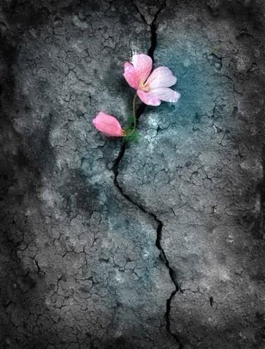 一花一世界