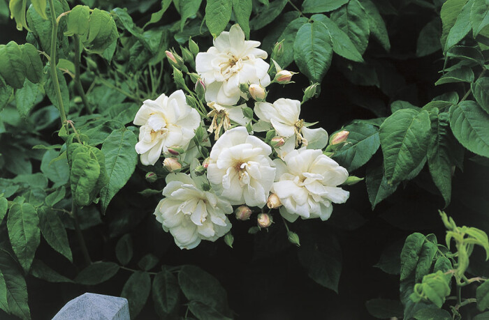 「玫瑰」『麝香玫瑰』—麝香玫瑰是一种长着白色边沿和淡黄色花芯的