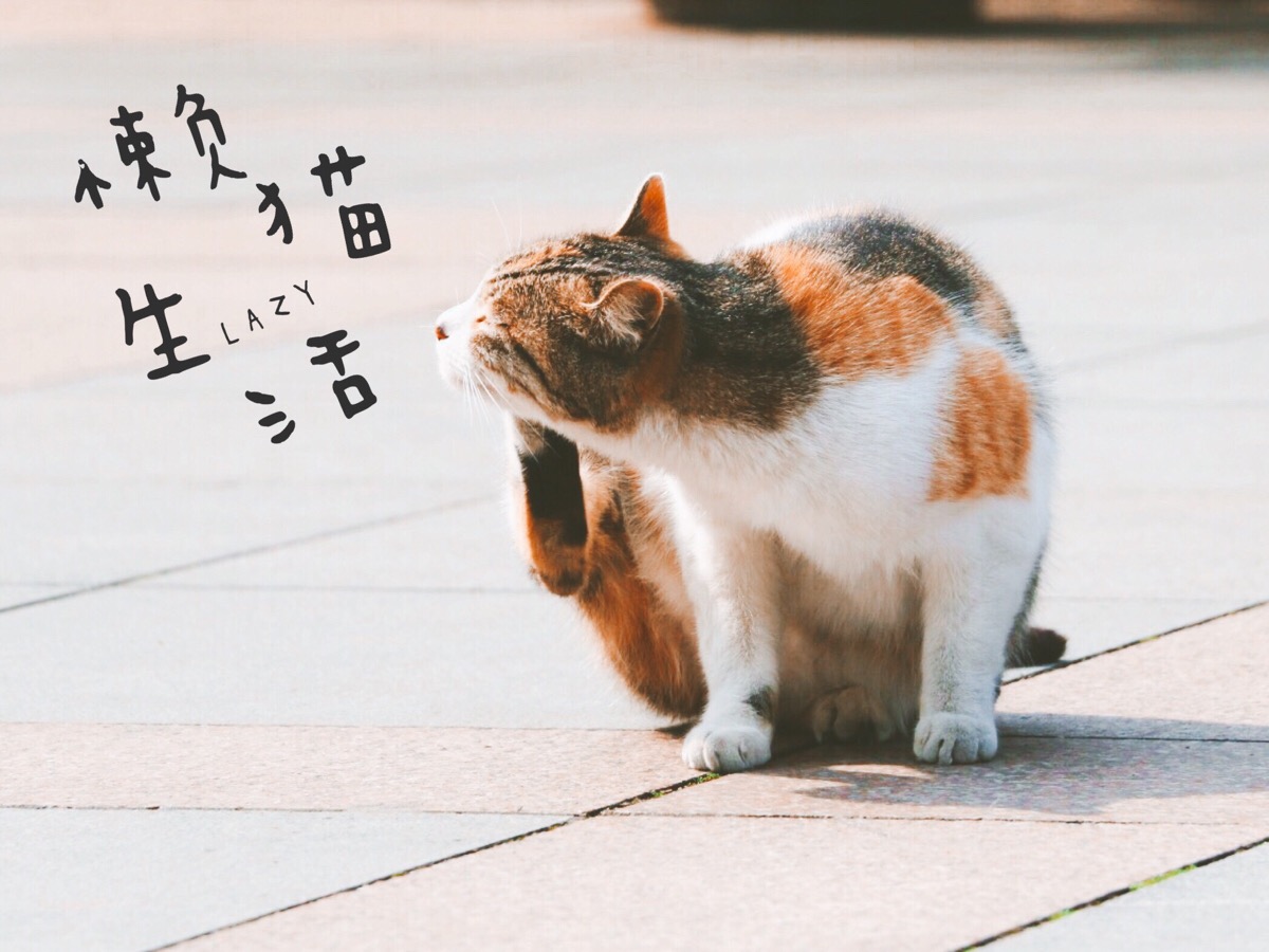 懒猫生活