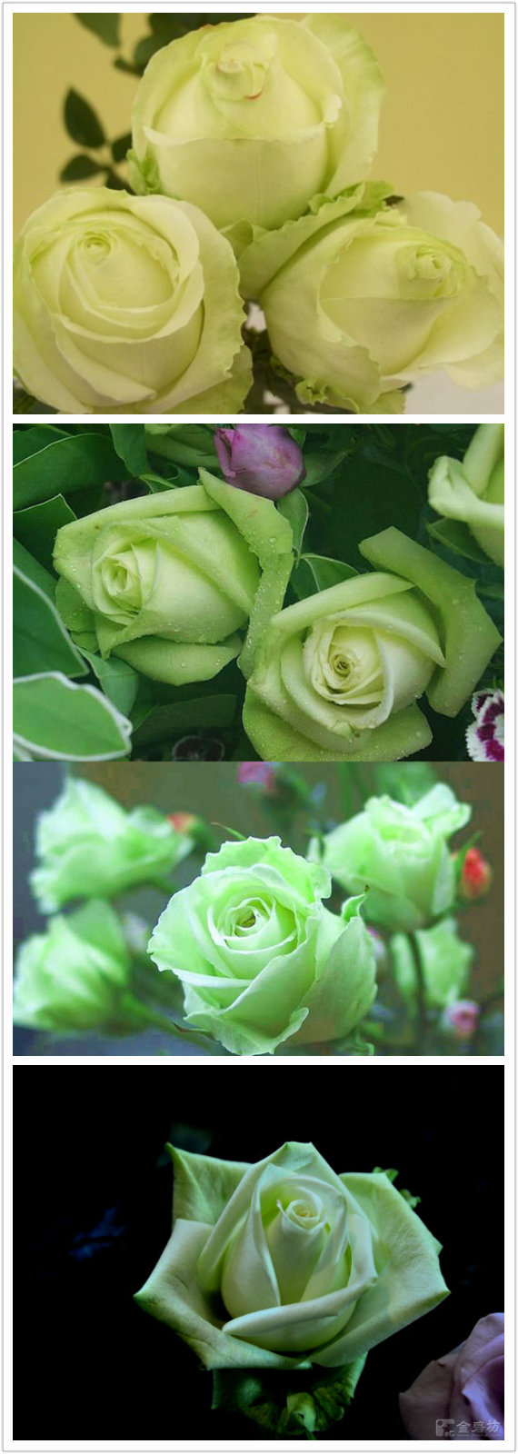「玫瑰」『淡绿玫瑰』[花语]—简朴纯真,青春常驻.