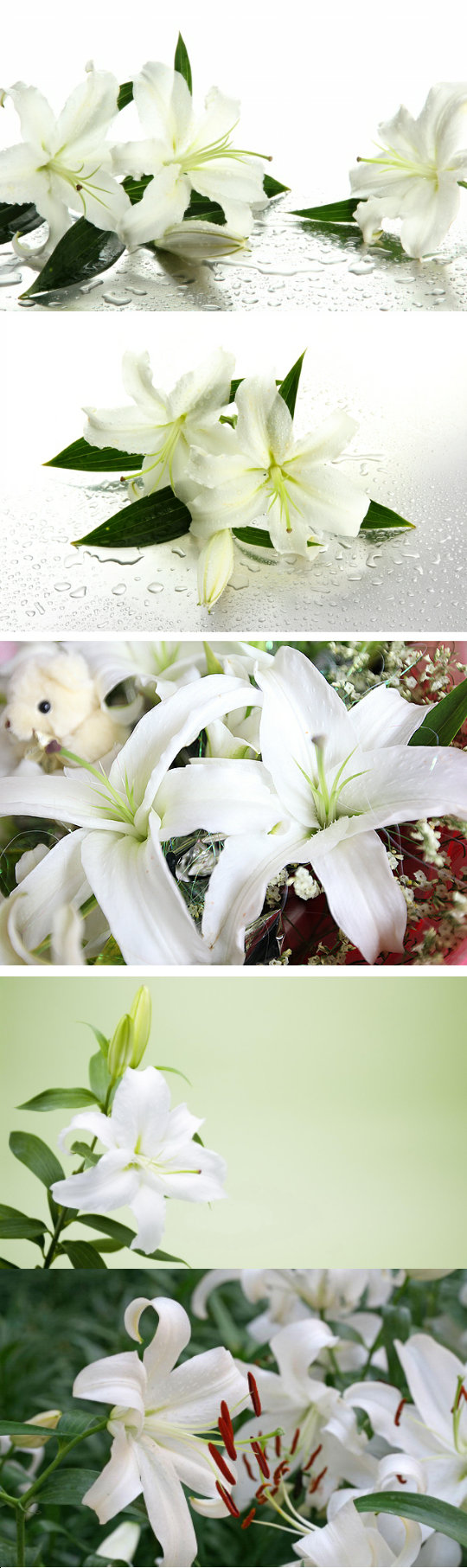(2)白百合的花语是纯洁,庄严,心心相印,白百合象征着百年好合,持久的