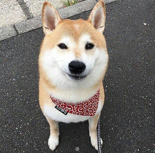 迷之微笑 柴犬 -堆糖,美好生活研究所