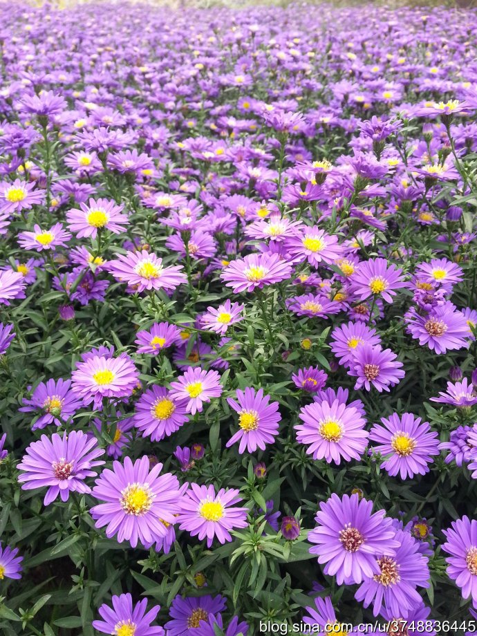 【石之若璞-花事-秋日觅花影—天然的紫黄配—再赏盛花荷兰菊