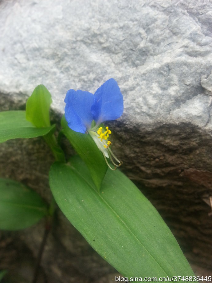 【石之若璞-花事-秋日觅花影—晶莹的翠蝴蝶—鸭跖草