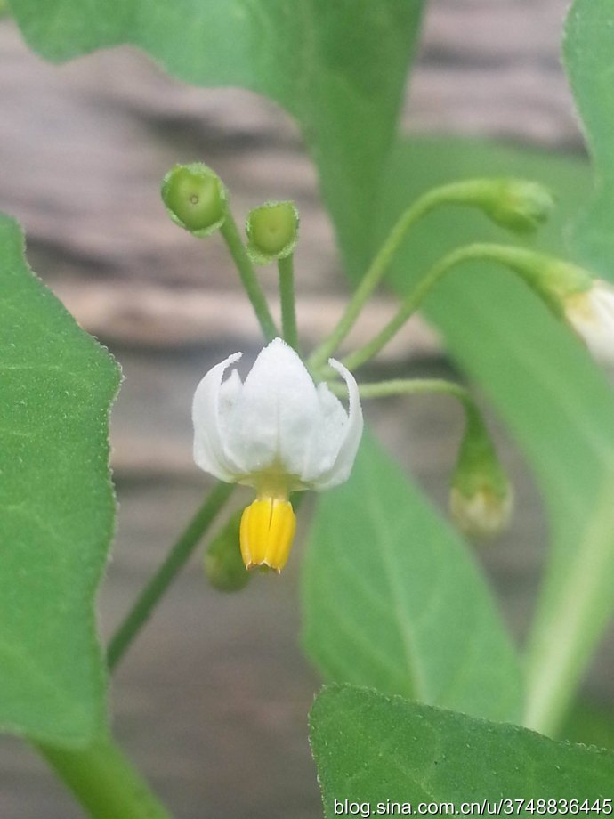 【石之若璞-花事-秋日觅花影—黑豆豆似的茄子—龙葵~中文学名