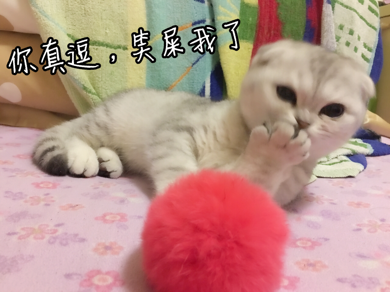 胖胖