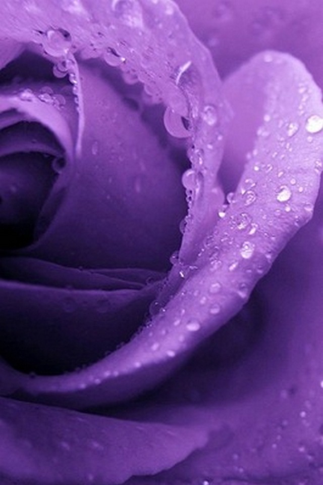 壁纸 紫玫瑰