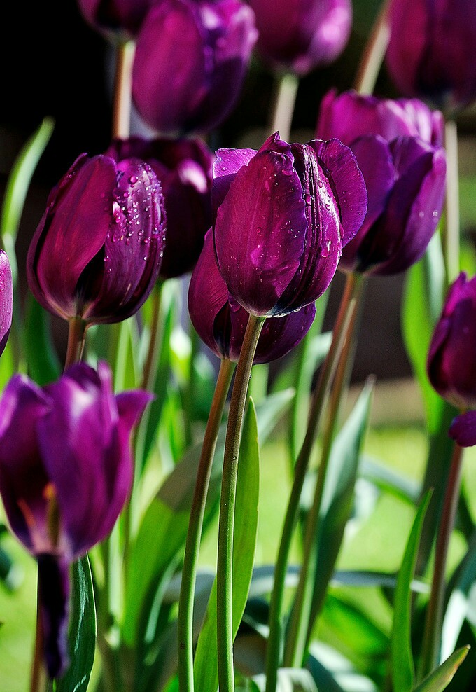紫色郁金香花语:高贵的爱,无尽的爱 ,最爱 永不磨灭的爱情,永恒的爱