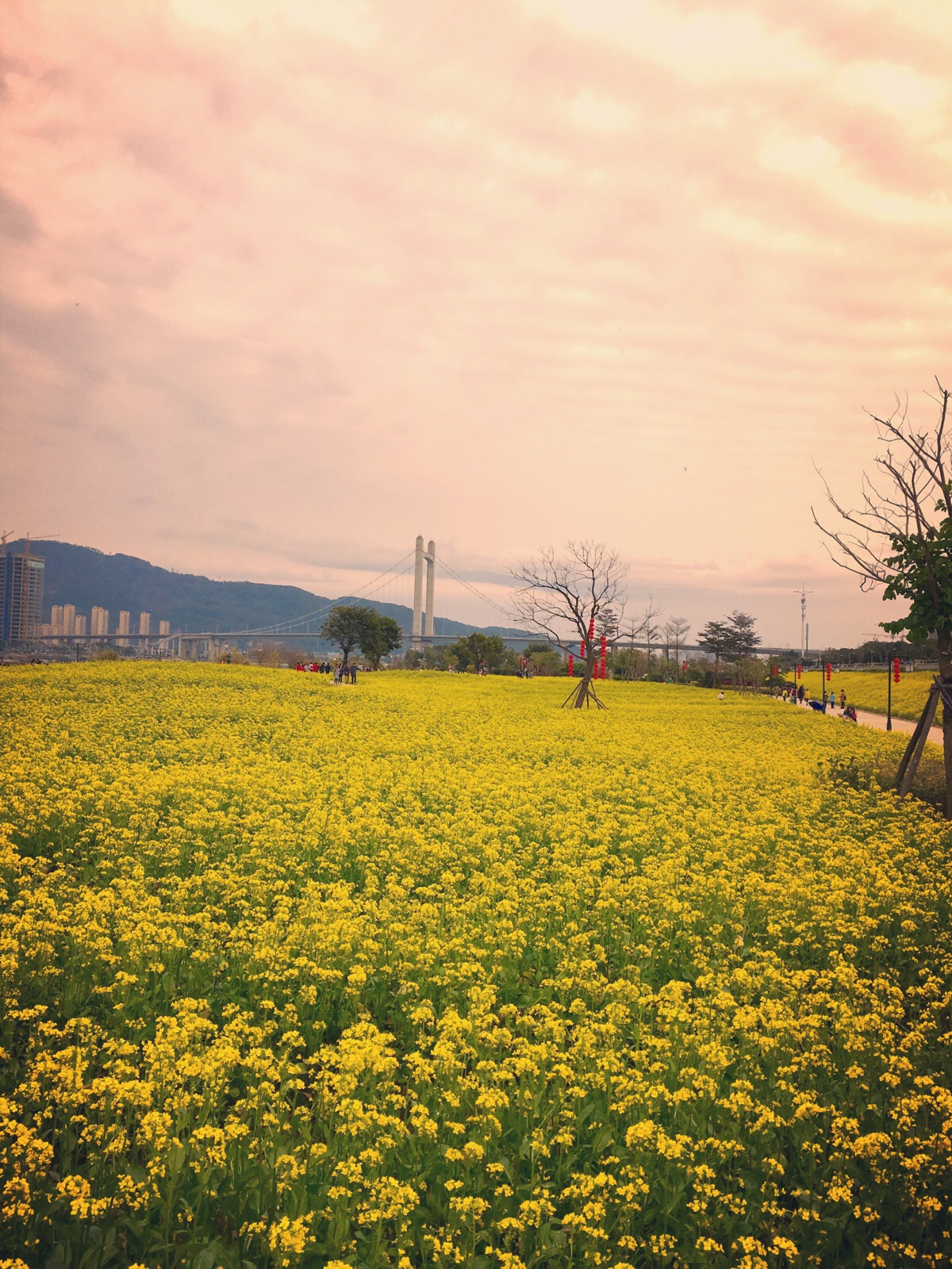 花海公园油菜花