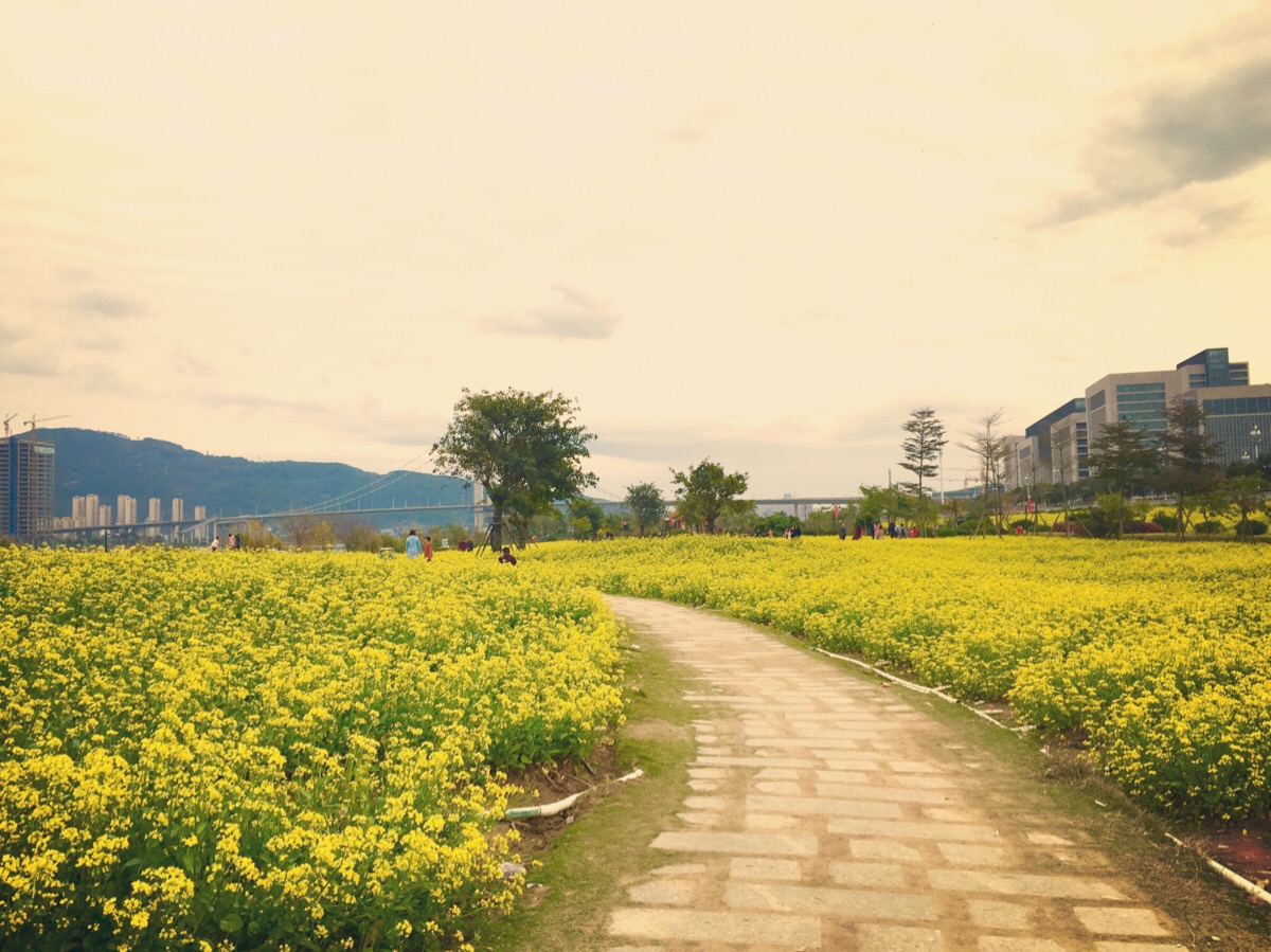 花海公园油菜花