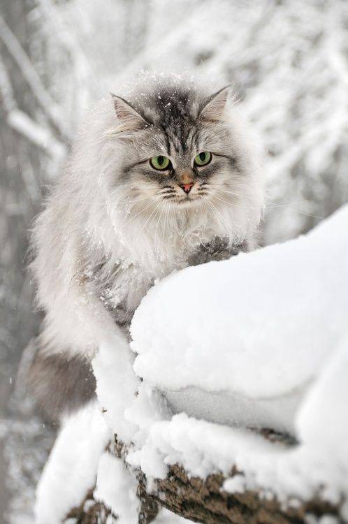 雪地里的喵