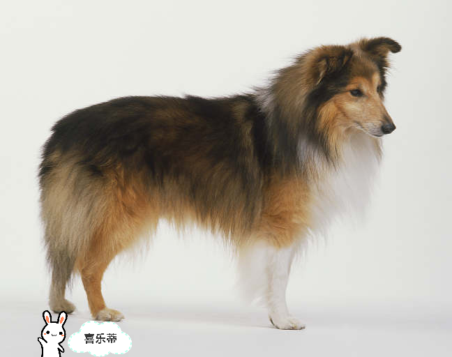 2,喜乐蒂牧羊犬(shelti)